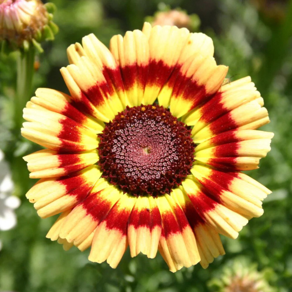 Painted Mix Daisy Seeds | Tricolor Daisies Rainbow Wildflower Flower Seed 2025