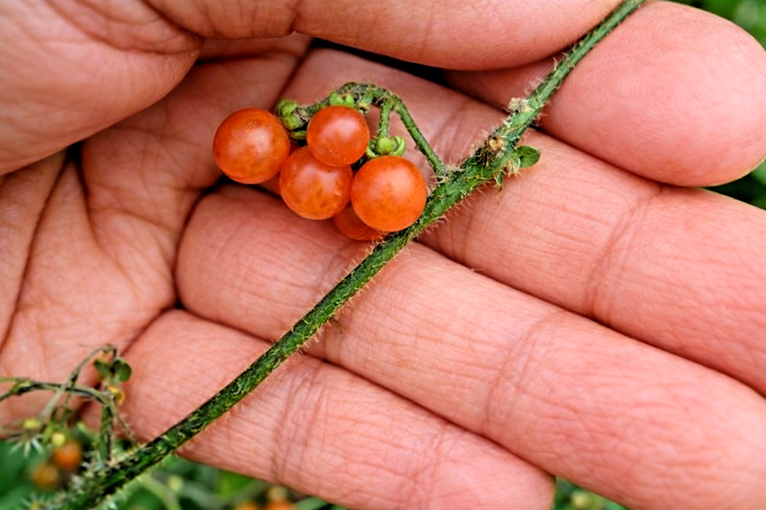 25 Rare Otricoli Orange Huckleberry Seeds Italian Heirloom Solanum edible USA