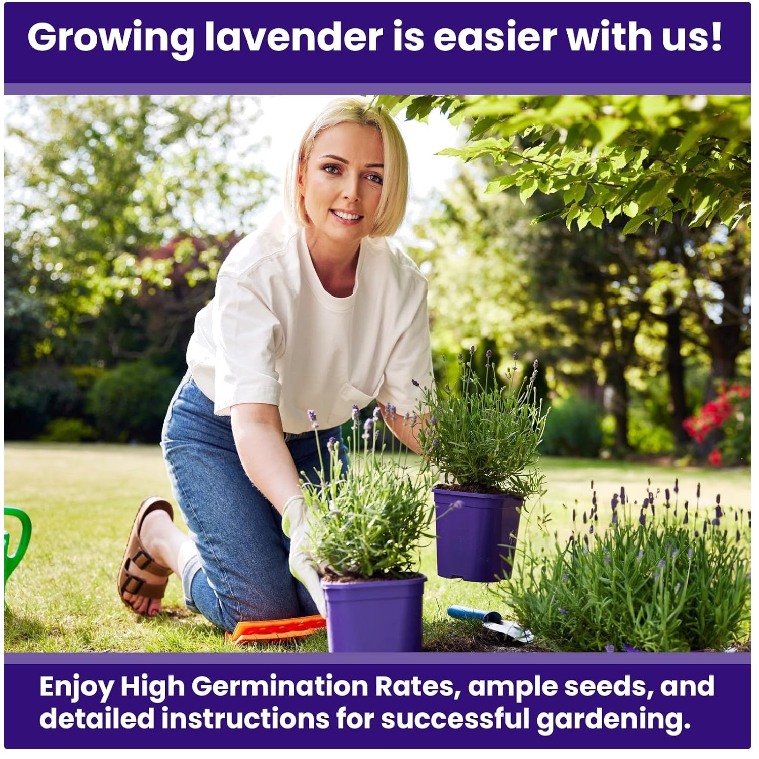 Lavender Herb Seed Pack More Than Competitors