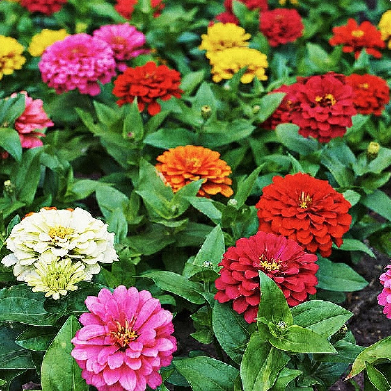 Mixed Zinnia Seeds – 300 Fresh Cut-and-Come-Again Flower Seeds for Outdoor Plant