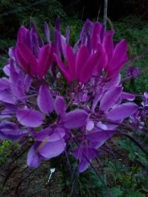 Violet Queen Cleome Seeds- (Spider Flower) 30 Seeds Comb. S/H See Our Store
