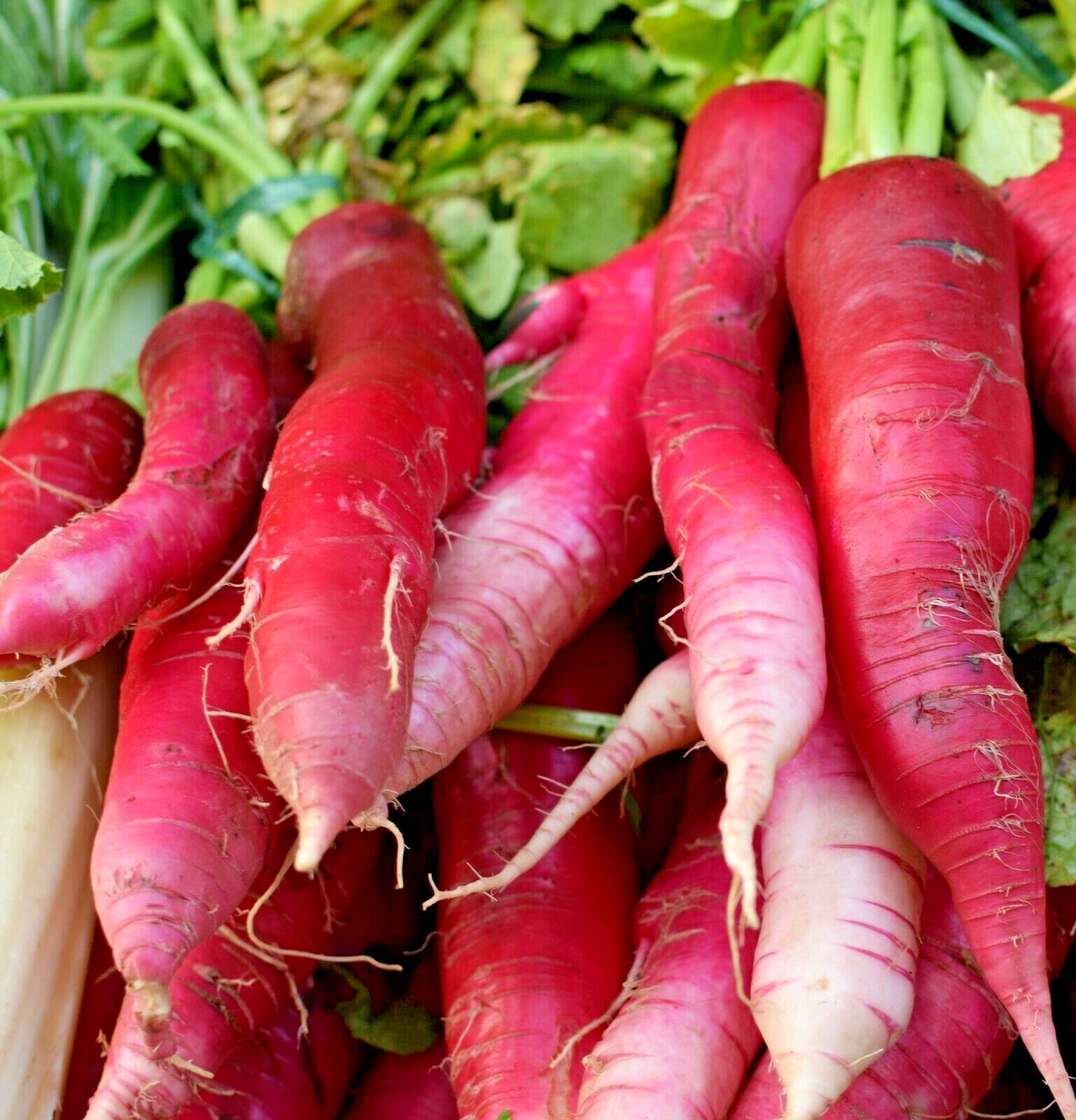 301+CHINA ROSE RADISH Seeds Organic Mild Sweet Microgreens Vegetable Garden Easy