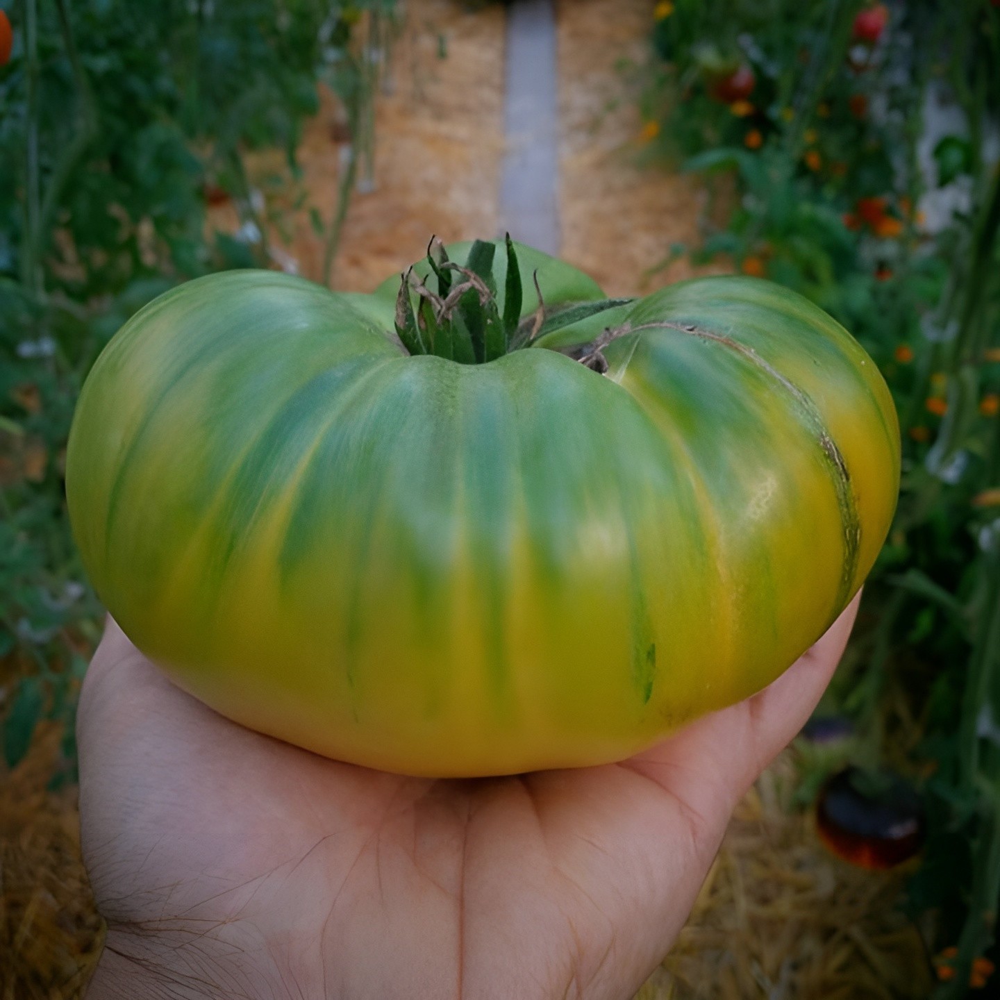 100 Heirloom Green Giant Tomato Seeds Large 1LB Green-Gold BiColor Indeterminate