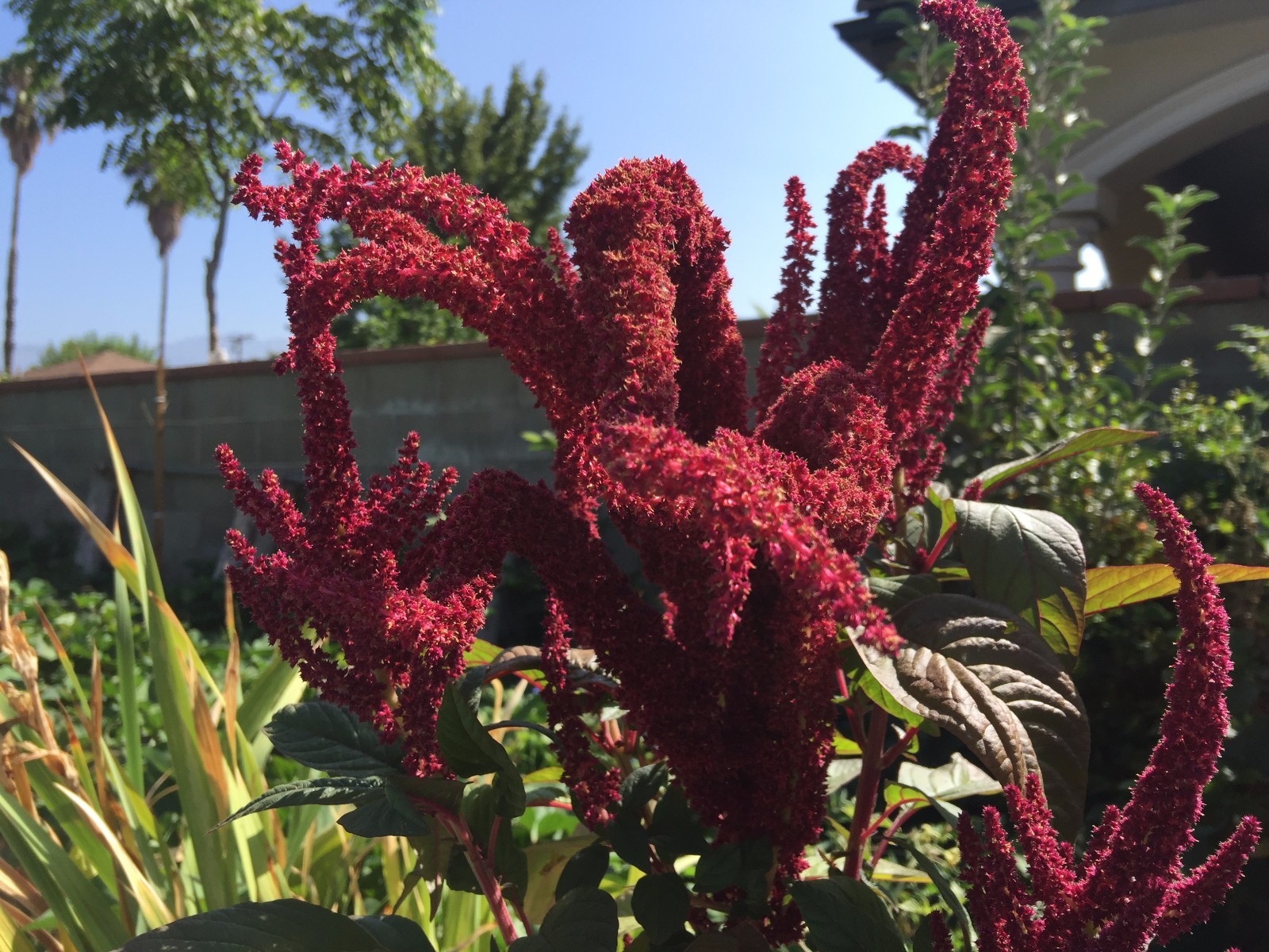 1000+ S. California Garden Organic Grown Red Amaranth Veggies Seeds