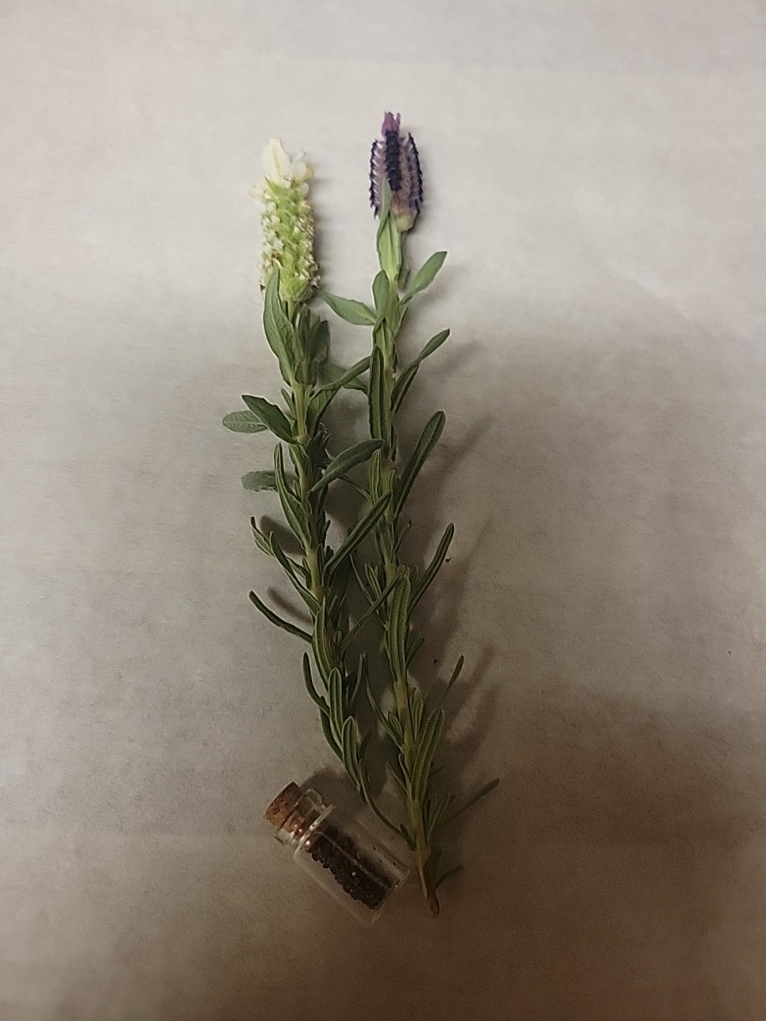 100 Mixed SPANISH LAVENDER Butterfly – Lavandula Stoechas Flower Herb Seeds