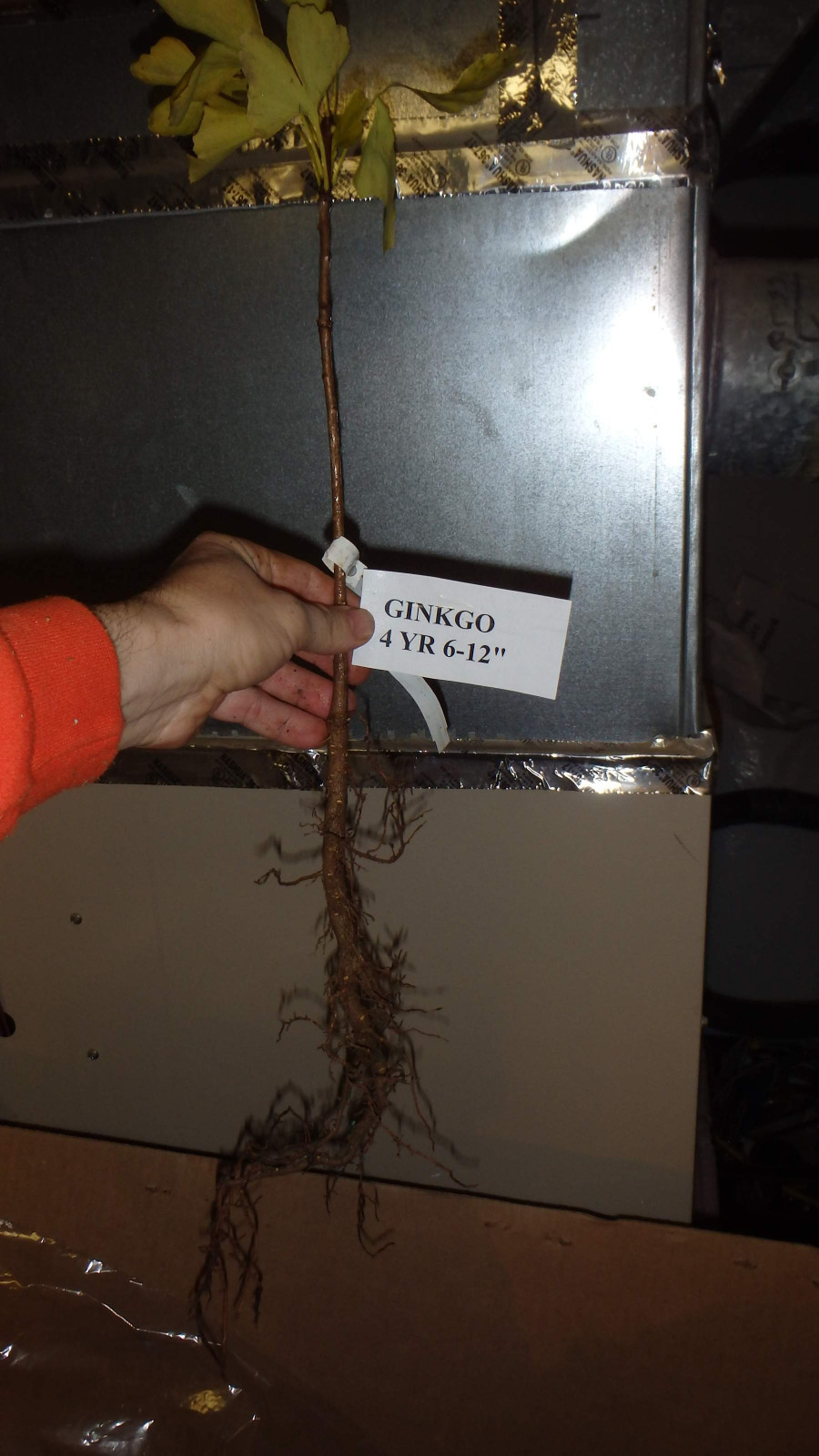 One ginkgo biloba plant. Sent with roots wrapped. 6-12 inches tall