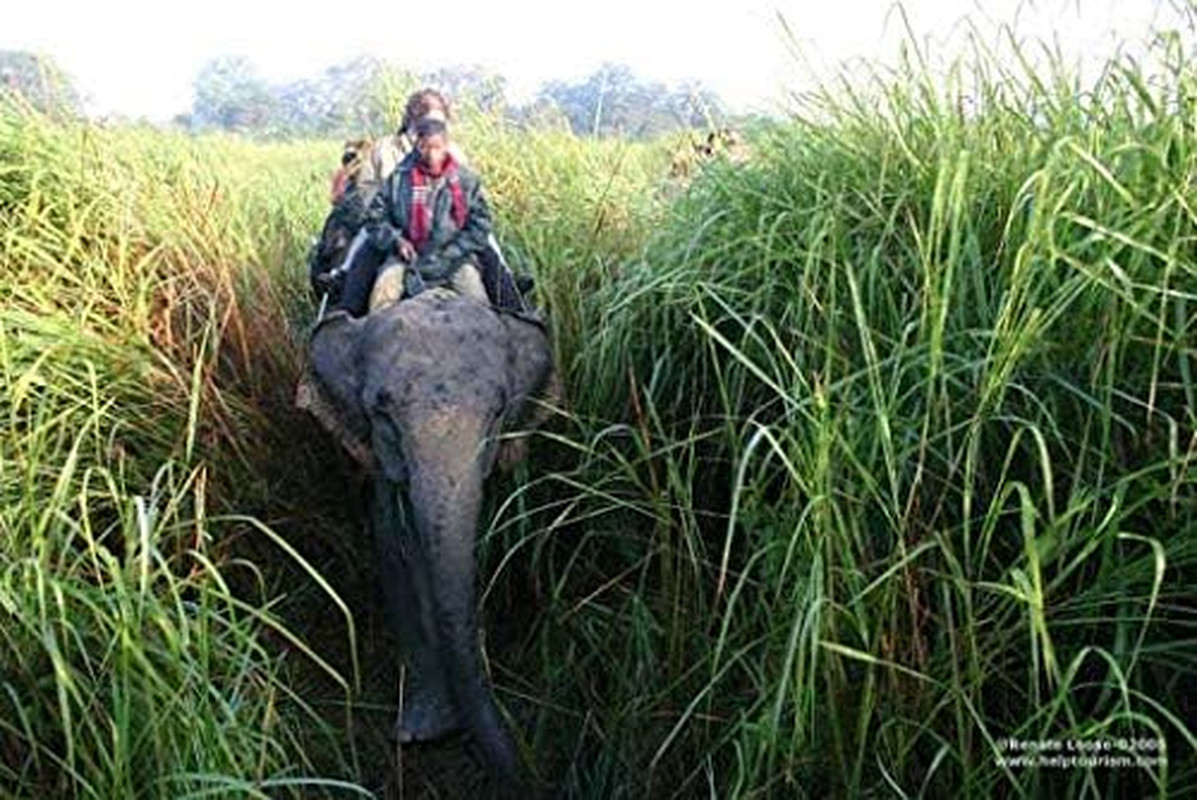 Elephant Grass – 100 – Tallest Grass in the World – Ships from Iowa, Made in U