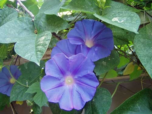 Ipomoea purpurea | Purple or Tall Morning Glory | 10 Seeds