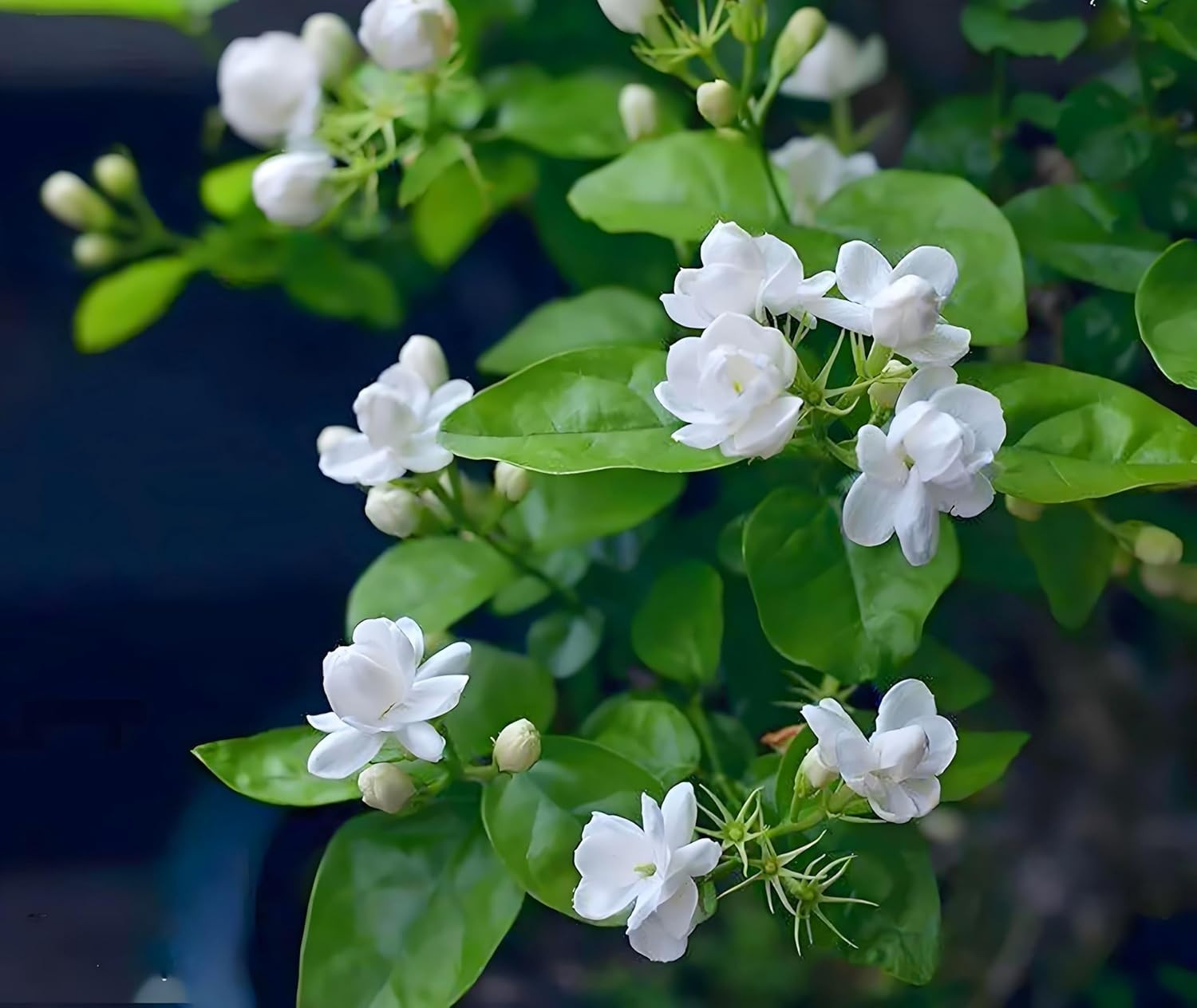 50 Pcs Heirloom Jasmin Seeds for Fragrant Indoor/Outdoor Garden Elegance