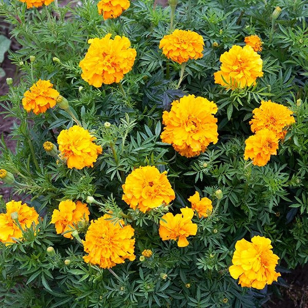 1250+ AFRICAN MARIGOLD “CRACKERJACK” SEEDS FRESH FOR GARDENS