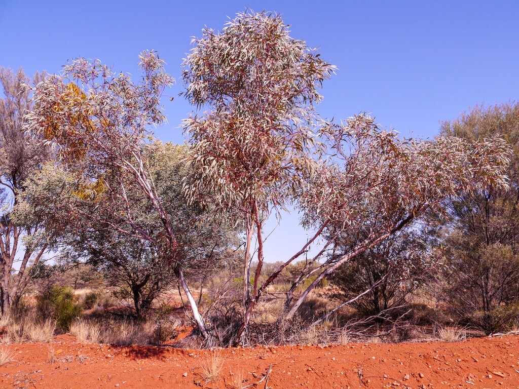 Eucalyptus kingsmillii Seeds – ‘Kingsmill’s Mallee’