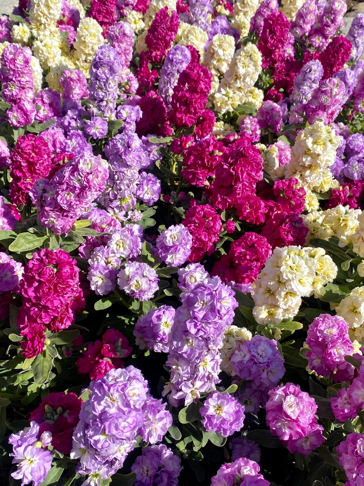 50 MIXED COLORS STOCK Matthiola Incana Ten-Week Gillyflower Blue White Pink Red