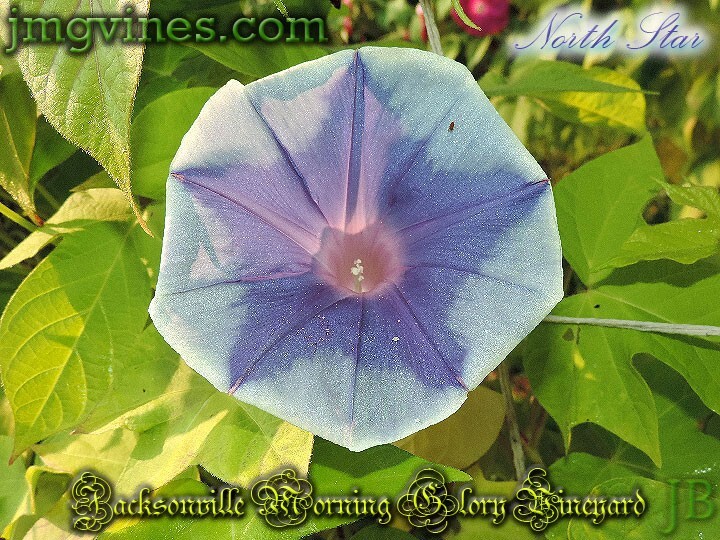 North Star Japanese Morning Glory 6 Seeds