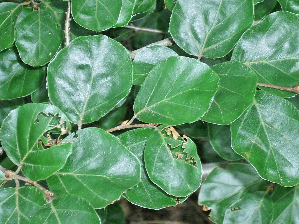 15 ROUNDLEAF EUROPEAN BEECH SEEEDS – Fagus sylvatica ‘Rotundifolia’