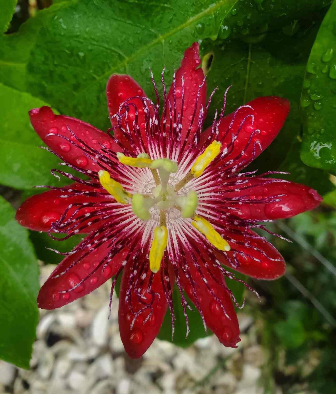 Passion Flower ‘Lady Margaret’ (Passiflora hybrid) 2.5″ Pot Size