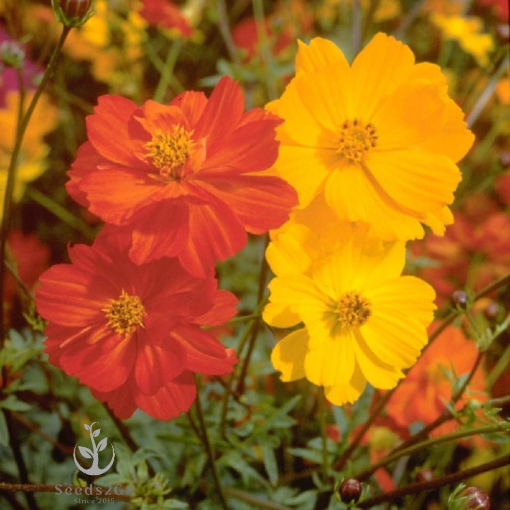 2000 Sulphur Cosmos Seeds Bright Lights Mix for Vibrant Gardens