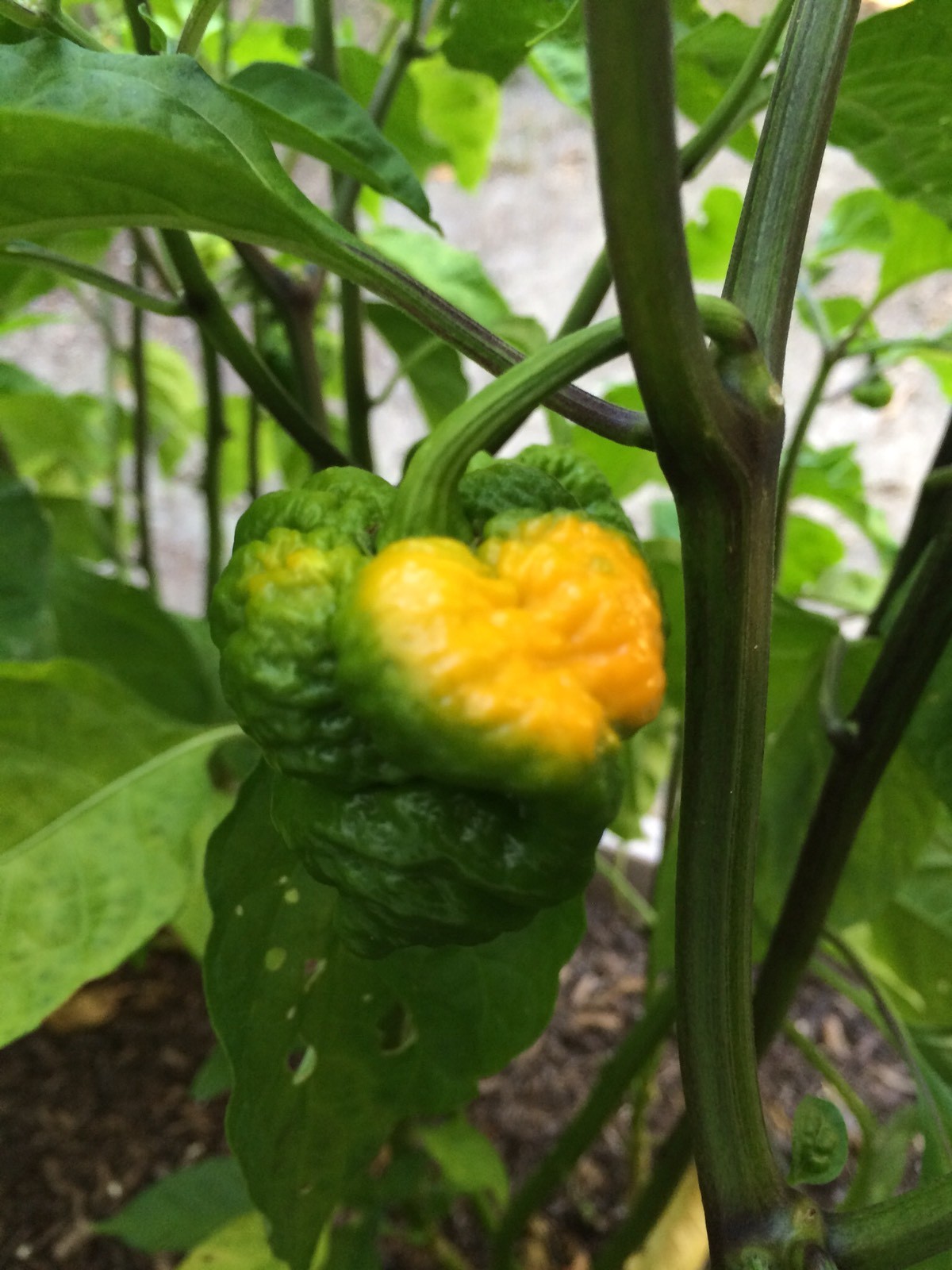 10+ Yellow Trinidad Moruga Scorpion Pepper seeds – Hot organic chile, chili