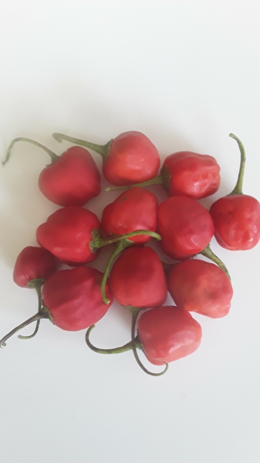 50+ Peppadew Pepper Seeds South Africa Sweet Piquante Super Prolific !