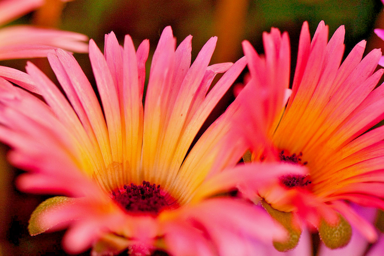 1000 ORANGE ICE PLANT Seeds (Dorotheanthus bellidiformis) Hardy Annual Succulent