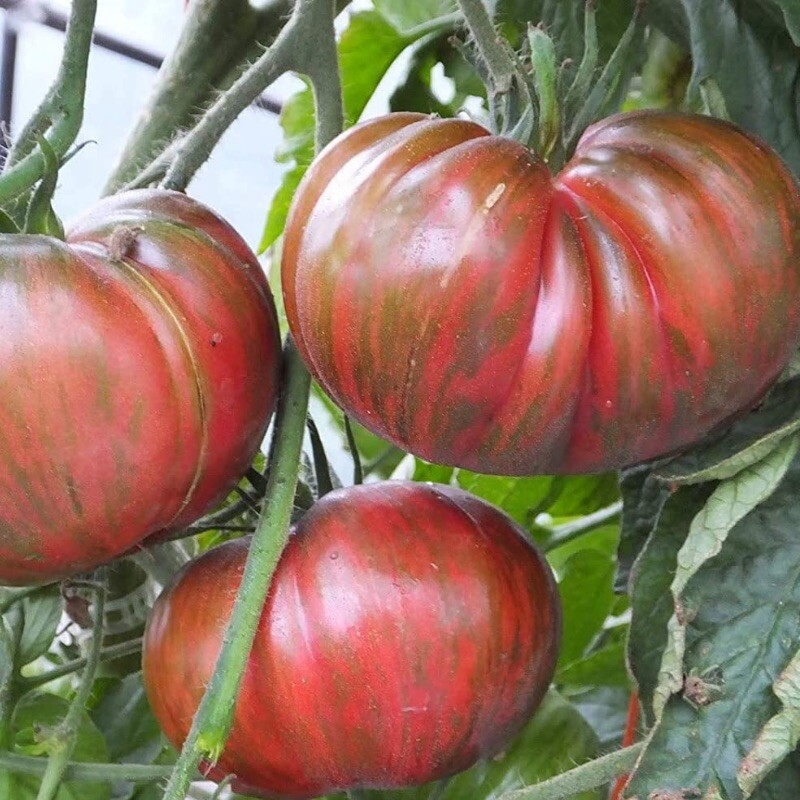 (20) PINK BERKELEY TIE DYE Heirloom Tomato Seeds plants garden