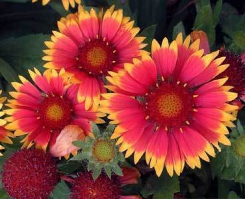 Gaillardia aristata Bijou 10 seeds