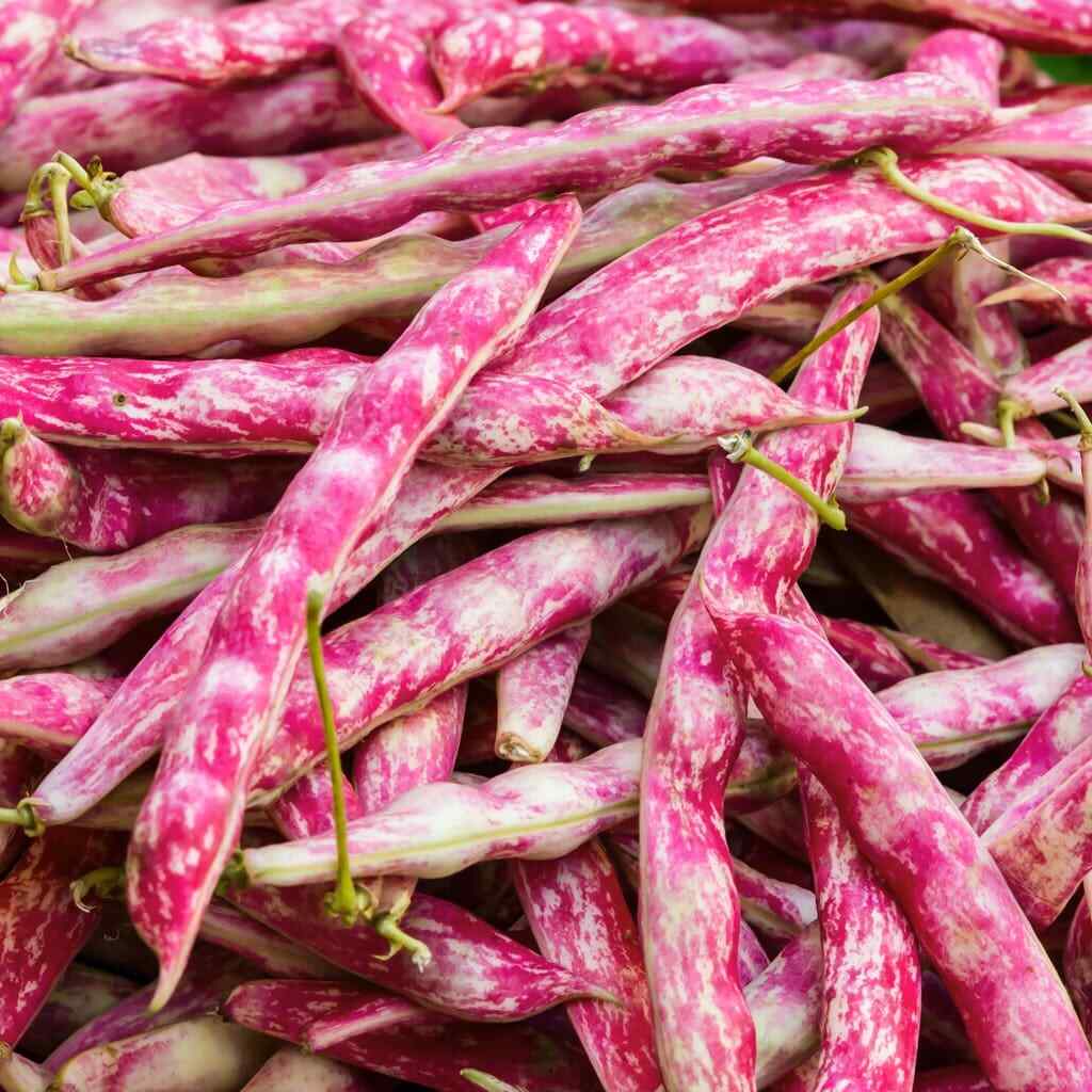 BULK Pink Cranberry Bean Seeds | Dwarf Horticultural Taylor Borlotti Pinto 2024