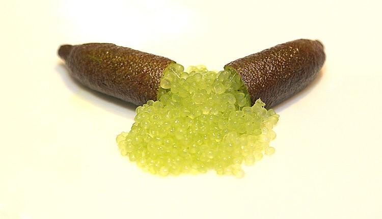 Rare “ALSTONVILLE” Australian Finger Lime- 3 cuttings , no roots- imported
