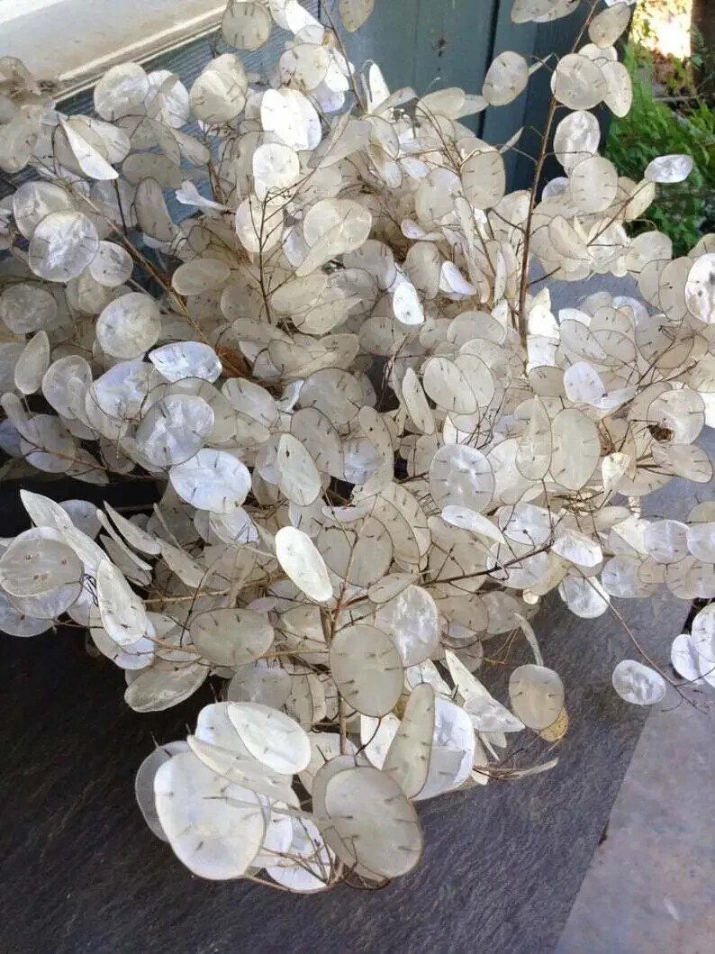 Burpee Money Plant Lunaria Seeds Perennial 500 mg. Full Sun or Part Shade Packet