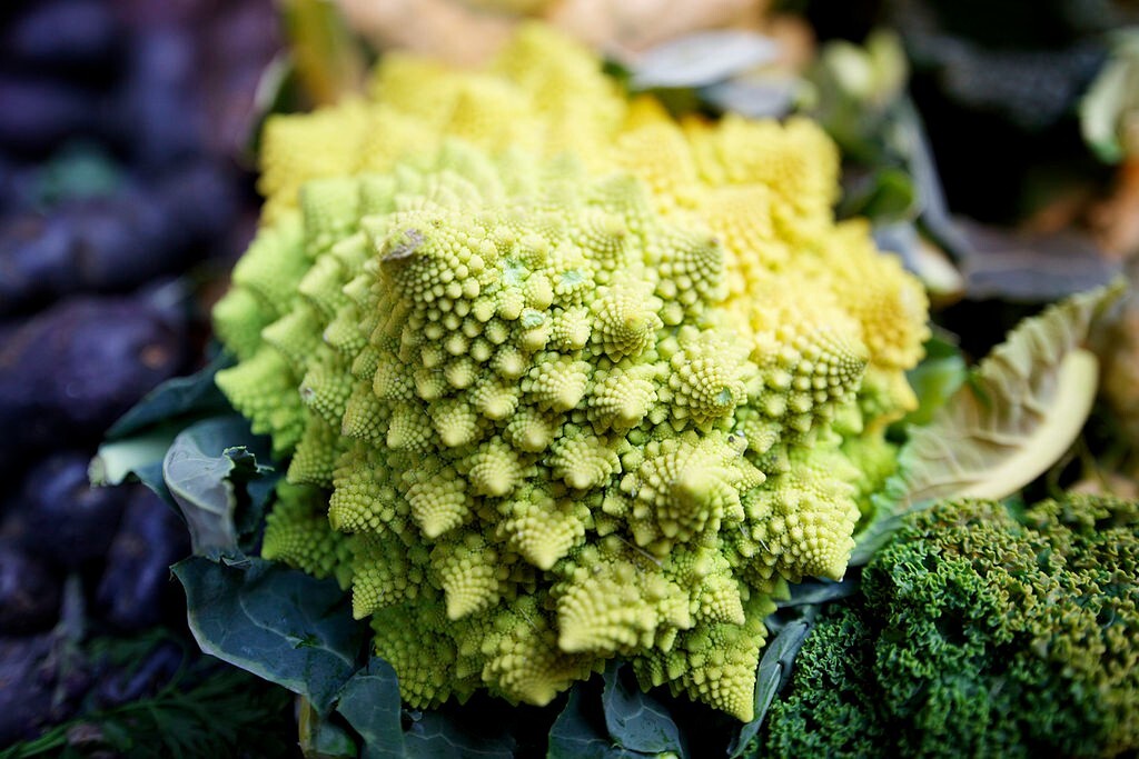500 Romanesco Broccoli Seeds Non-GMO Heirloom | USA Seller Free Shipping