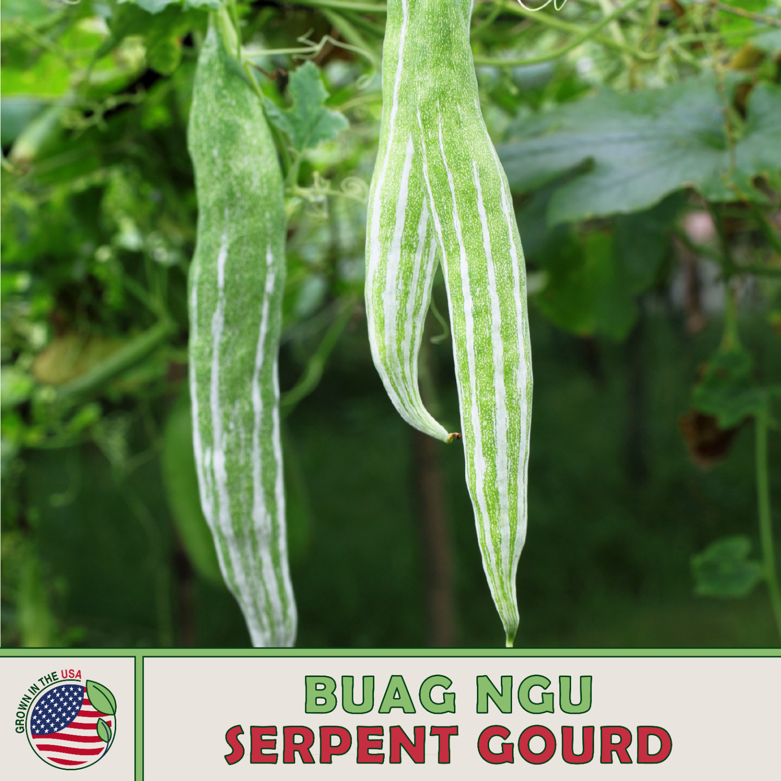 10 Buag Ngu Serpent Gourd Seeds, Heirloom, Non-GMO, Genuine USA