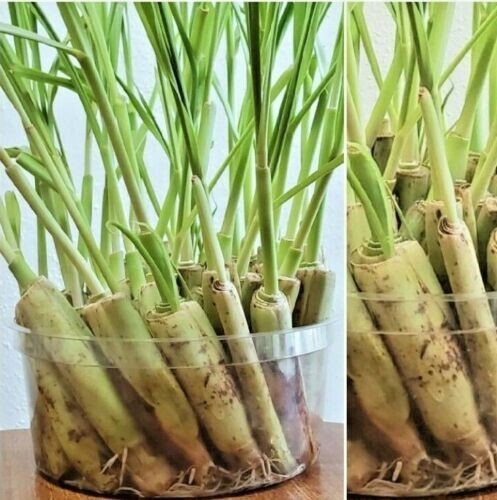 Lemongrass 12 LIVE Plants Each 4In to 7In Tall fully rooted Fever grass citratu