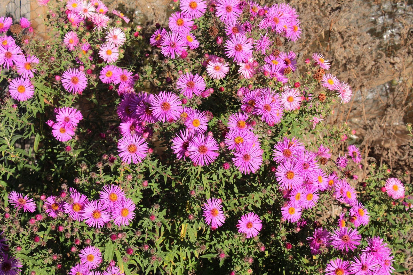 25 TABLE MOUNTAIN ICE PLANT Magenta Fuchsia Delosperma Cooperi Flower Seeds