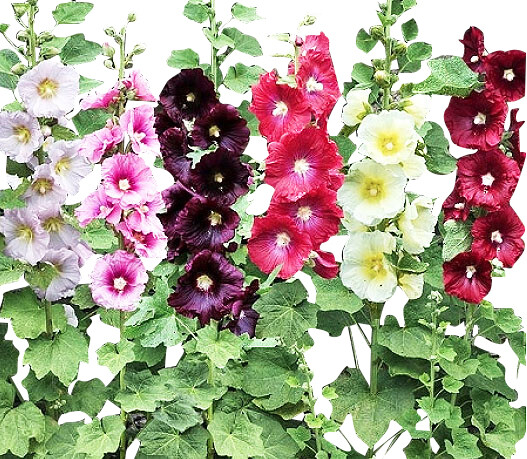 Single Hollyhock Seeds – 225 Seeds Approximately
