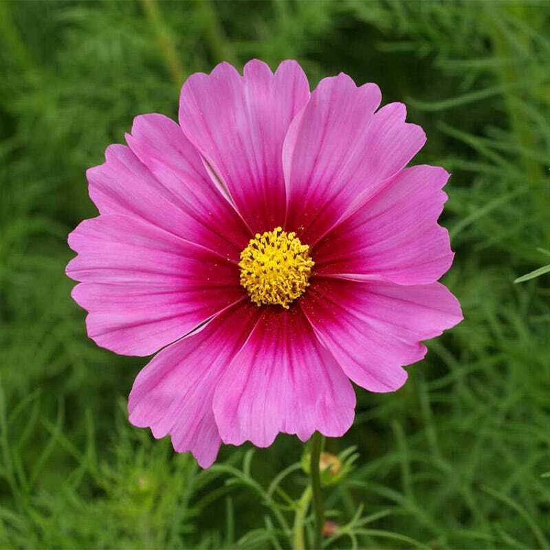 Cosmos RADIANCE Heirloom Mother Nature’s Seeds Pink Flowers Non-GMO 100 Seeds