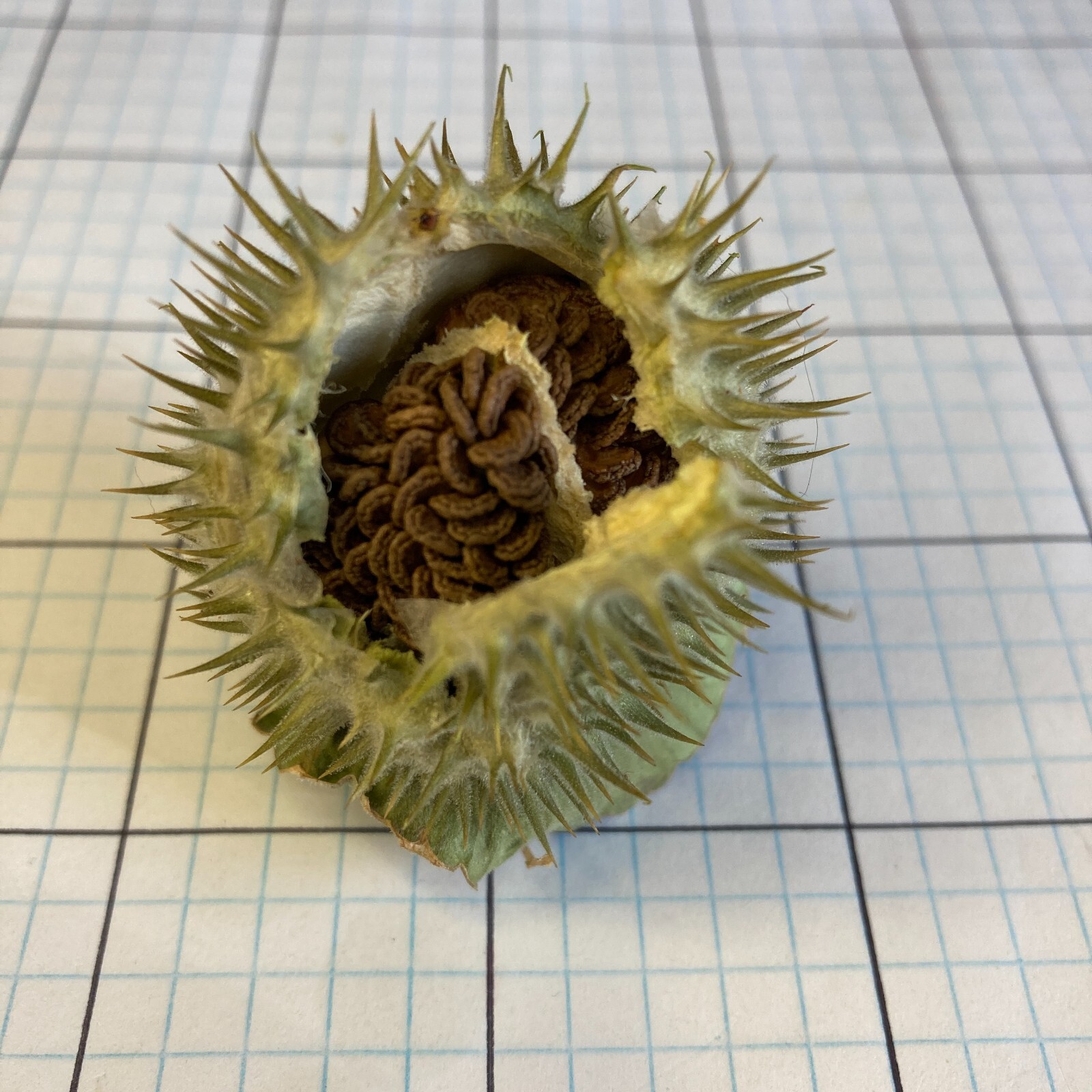 Datura Inoxia SEED Pod Fresh Capsule Moonflower Thornapple 2023 Montana Organic