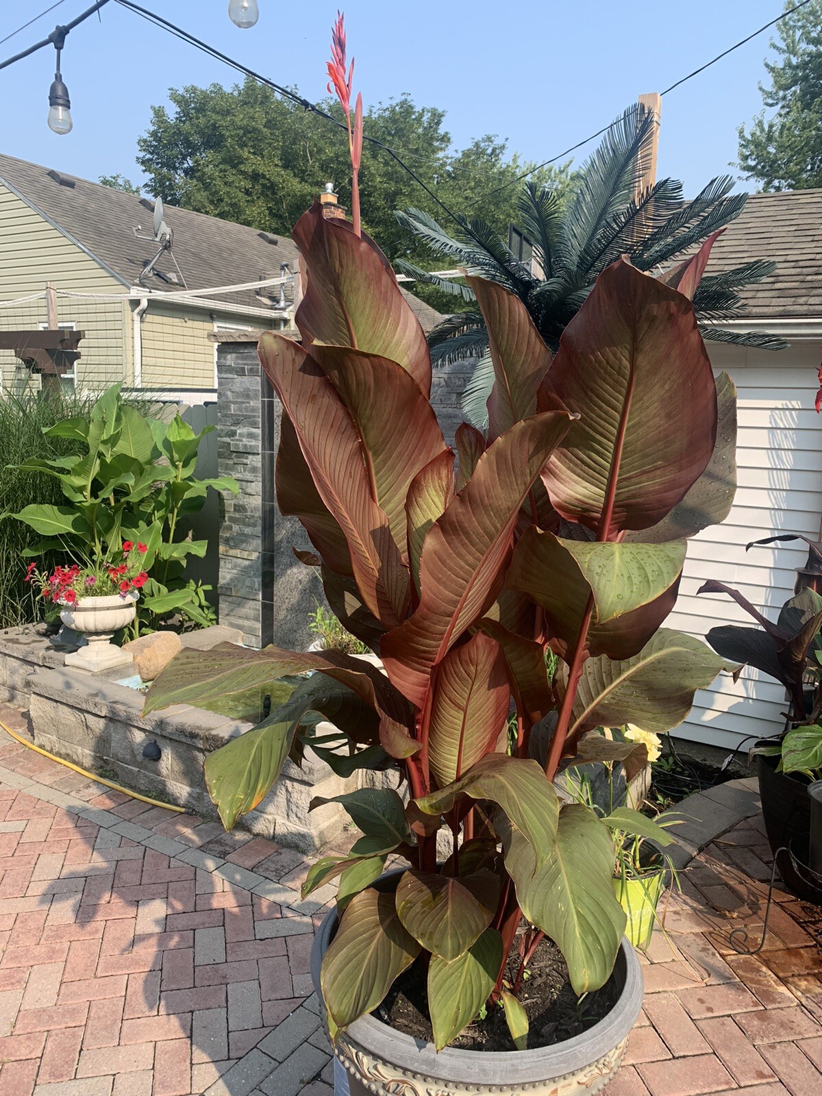 Rare Canna Lily Rhizome (1), Russian Red Musifolia ~ Red/Orange Flower