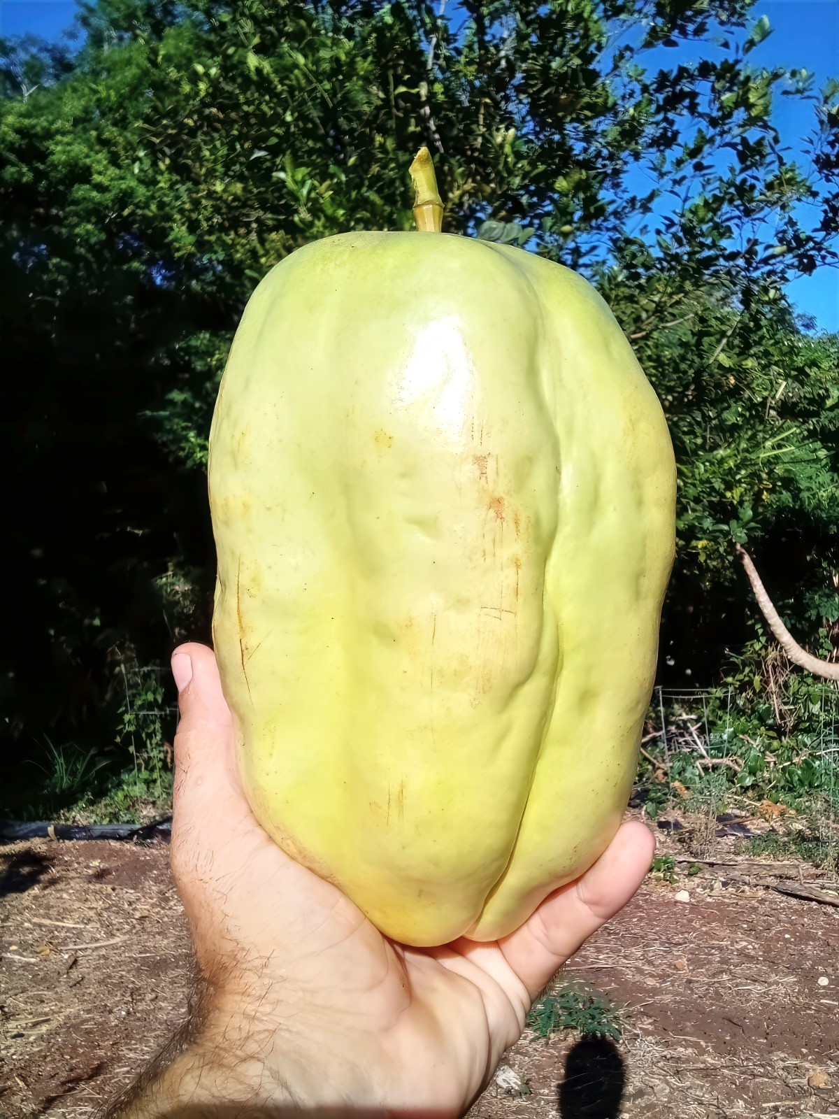 20 GIANT GRANADILLA SEEDS (Passiflora quadrangularis) Passionfruit Flower Plant