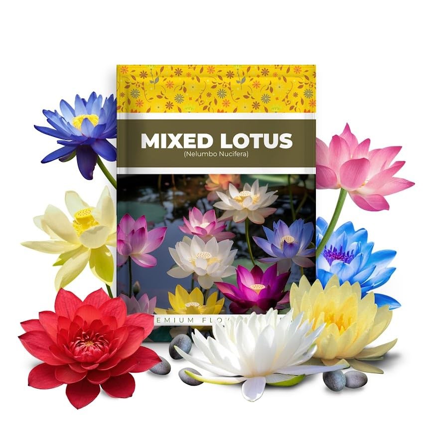 20pcs Bowl Lotus Seeds for palnting, Bonsai Lotus Flower Seeds for Indoor, Ou…