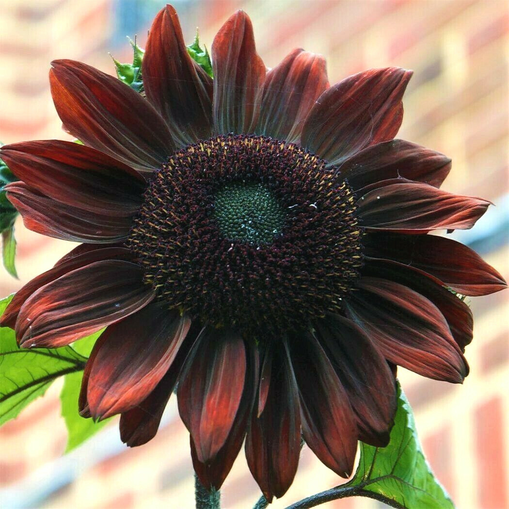 Chocolate Cherry Sunflower Seeds | Garden Flowers Dark Red Sun Flower Seed 2024