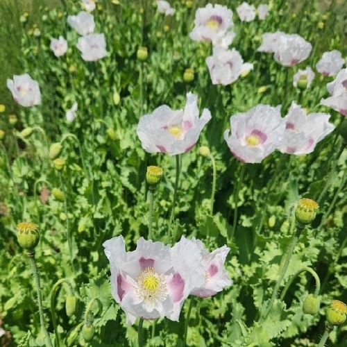 20.000+ Organic Untreated Tasmanian Papever Somniferum Poppy Seeds for Planting