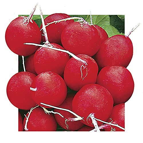 Radish Vegatable Plant Seeds, Easy to Grow, Variety of Colors, Spring Garden,…
