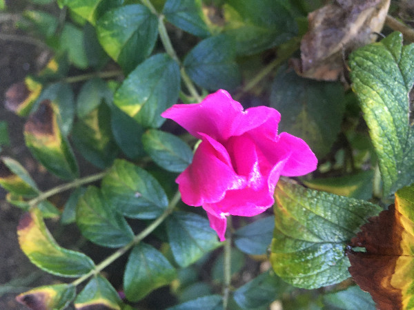 Rosa rugosa var. rubra | Beach or Japanese Rose | Letchberry | 10 Seeds