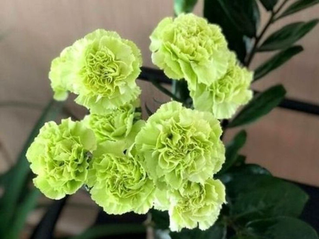 100 Carnation Seeds ” Bright Green”