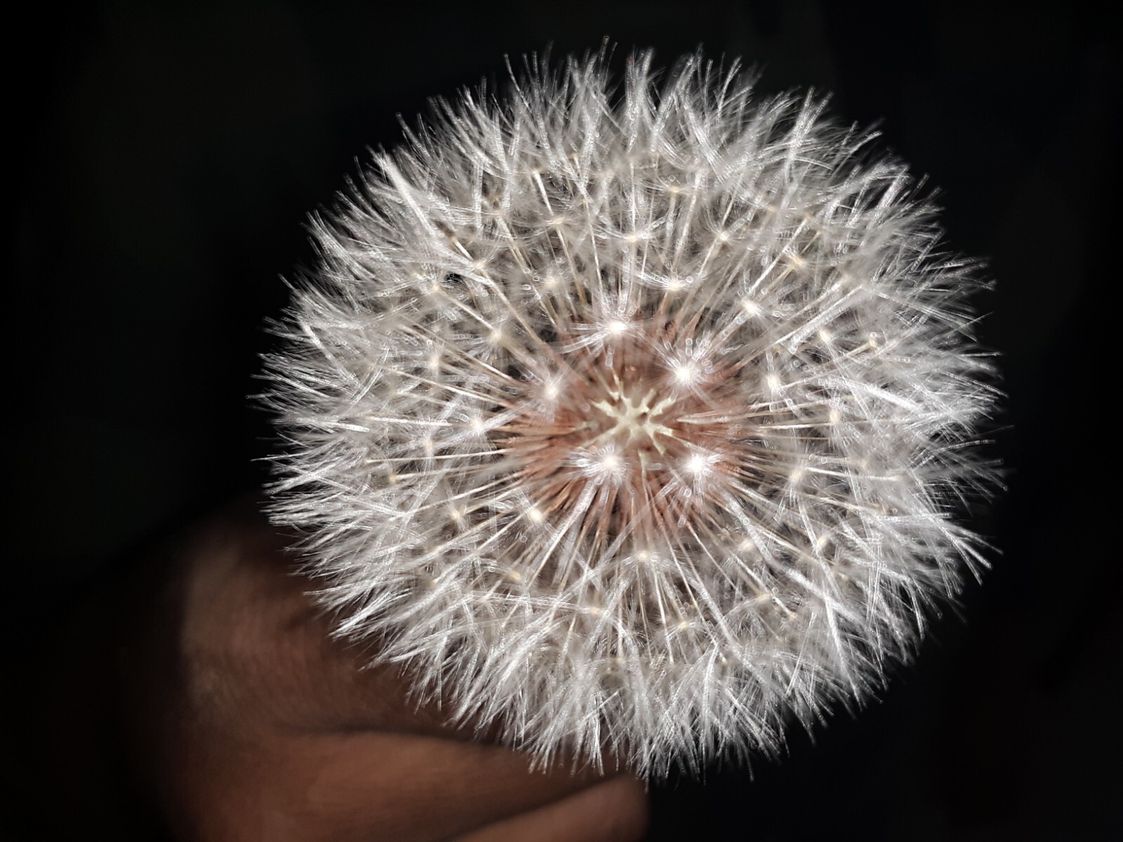 100 + Common Dandelion Seeds.US grown.
