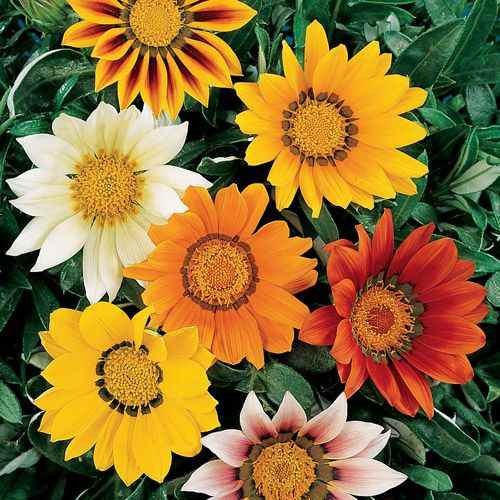1000 Seeds Drought Tolerant Gazania Treasure Flower Ground Cover Plant Seeds