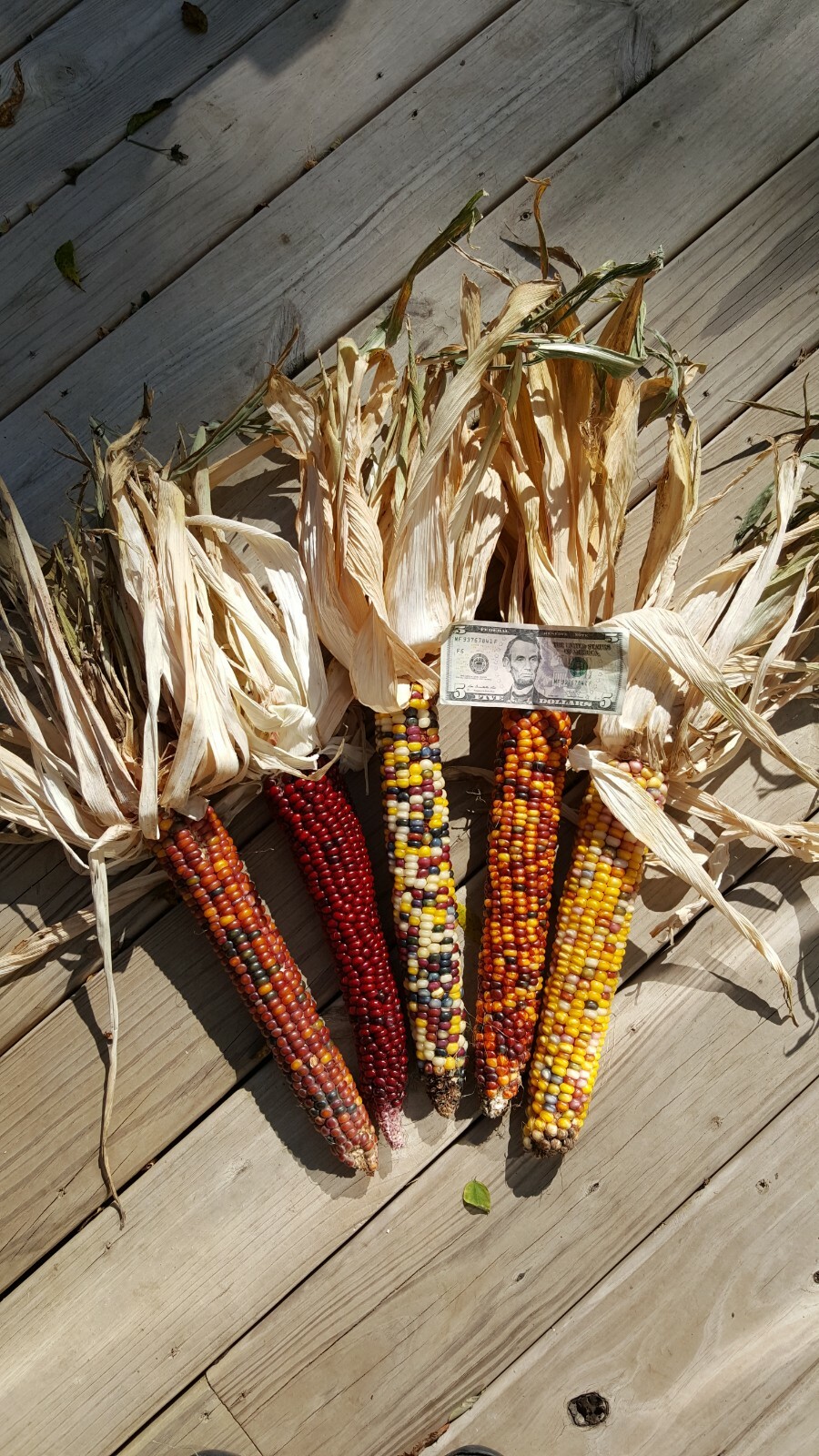 Rare Giant Indian Corn Seeds X50!Colorful Massive Ears,Ornamental! Easy To Grow!