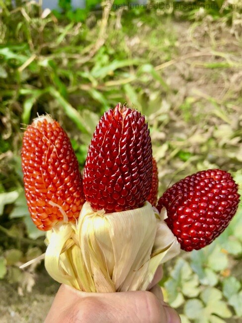 25 + Strawberry Popcorn Corn Seeds . Vegetable . Non GMO ! Ornamental Corn