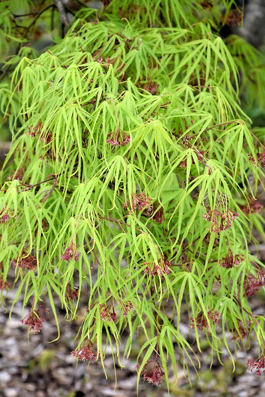 15 SHINOBUGA OKA JAPANESE MAPLE SEEDS – Acer palmatum ‘Shinobuga Oka’