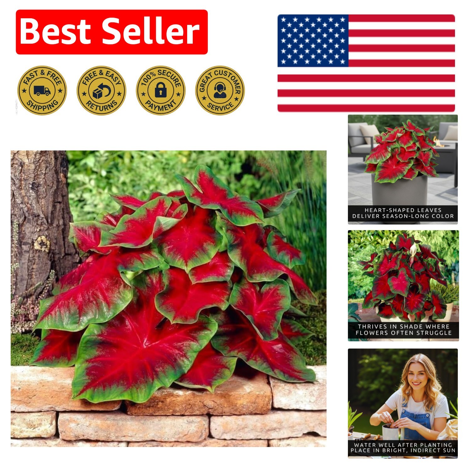 Florida Cardinal Caladium Bulbs: 5 Perennial Red & Green Heart-Shaped Foliage