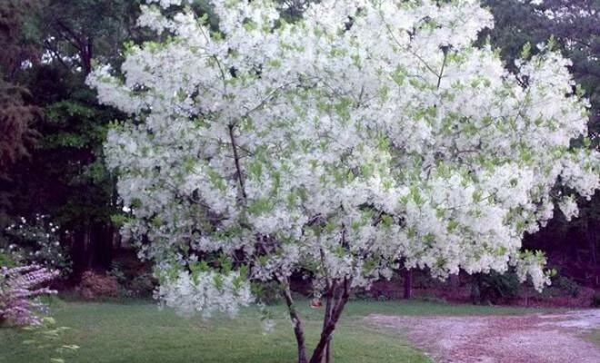 Chionanthus virginicus | Fringe Tree | Grancy Graybeard | 5_Seeds